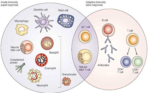 【專業科普】NK免疫細胞療法：癌癥的“超級殺手”